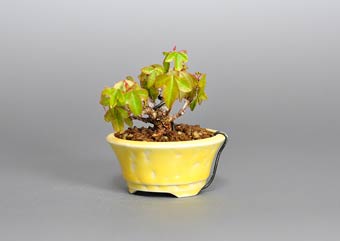 トウカエデ-I2（とうかえで・唐楓）盆栽の樹作りの参考樹形・Acer buergerianum Best bonsai