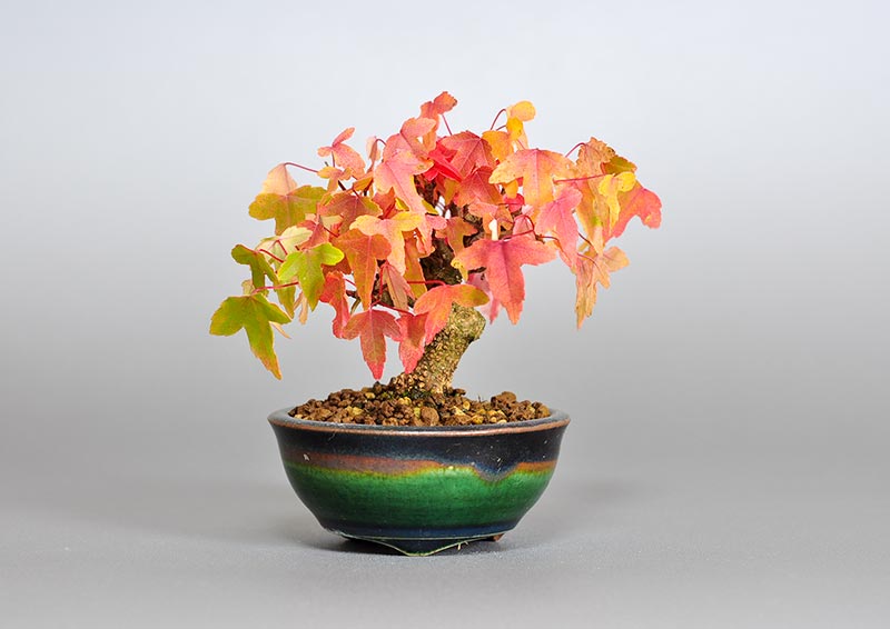 トウカエデ-J2（とうかえで・唐楓）雑木盆栽の販売と育て方・作り方・Acer buergerianum bonsai