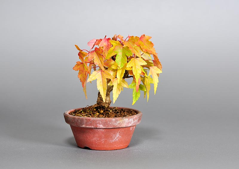 トウカエデ-K2（とうかえで・唐楓）雑木盆栽の販売と育て方・作り方・Acer buergerianum bonsai