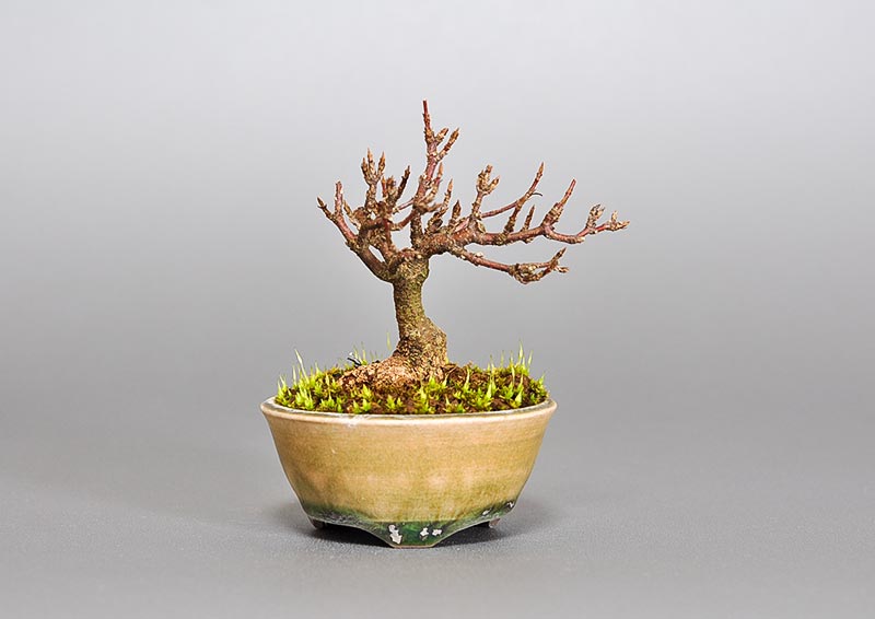 トウカエデ-L2（とうかえで・唐楓）雑木盆栽の販売と育て方・作り方・Acer buergerianum bonsai