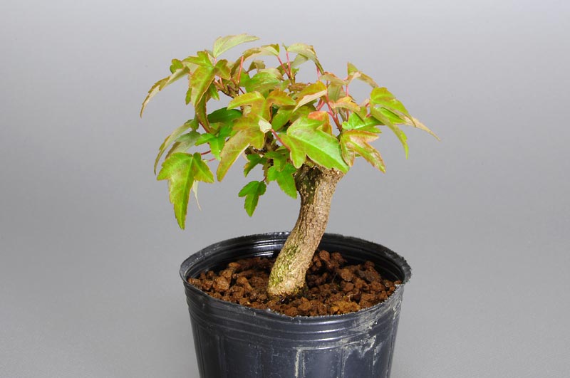 トウカエデ-M1（とうかえで・唐楓）雑木盆栽の販売と育て方・作り方・Acer buergerianum bonsai