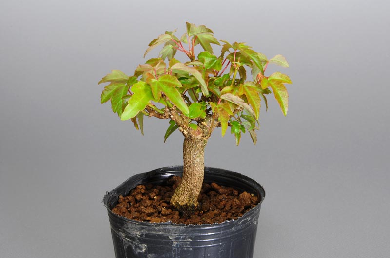 豆盆栽・トウカエデ-M1（とうかえで・唐楓）雑木盆栽を右側から見た景色・Acer buergerianum bonsai