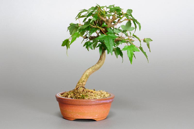 トウカエデ-N1（とうかえで・唐楓）雑木盆栽を裏側から見た景色・Acer buergerianum bonsai