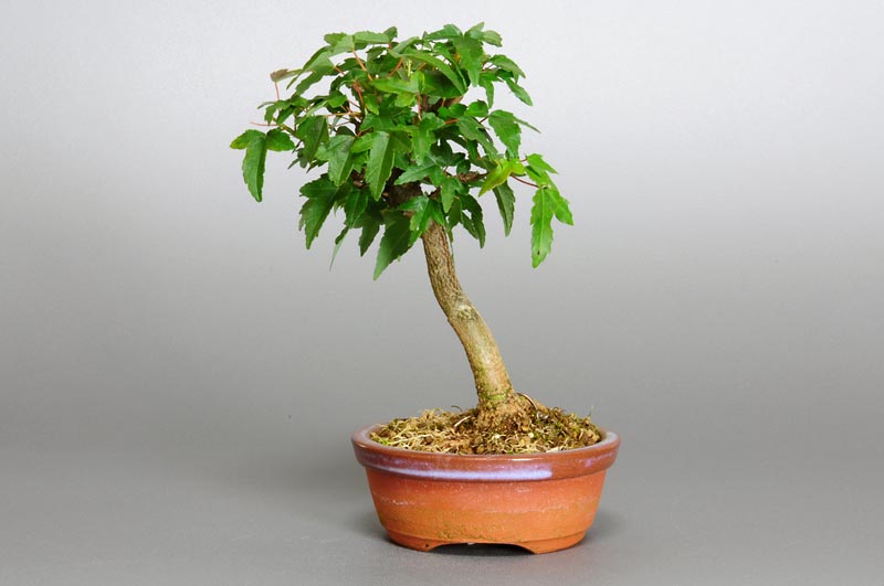 トウカエデ-N1（とうかえで・唐楓）雑木盆栽を右側から見た景色・Acer buergerianum bonsai