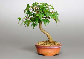 トウカエデ-N1（とうかえで・唐楓）盆栽の樹作りの参考樹形・Acer buergerianum Best bonsai