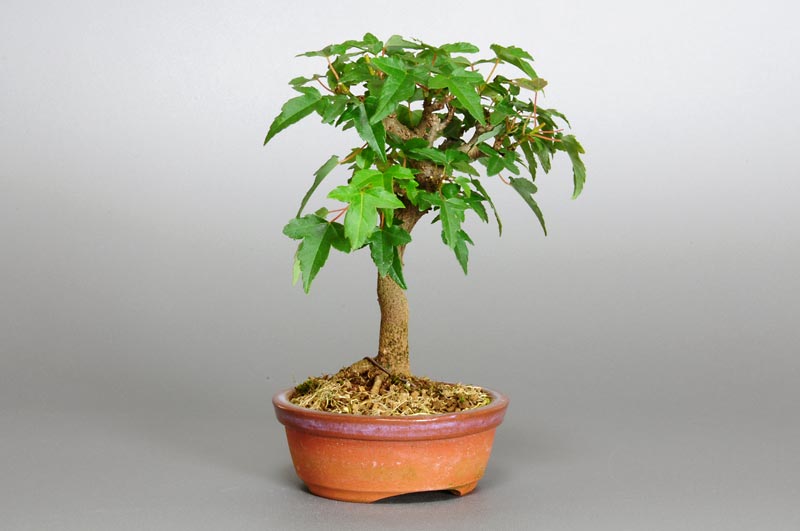 トウカエデ-N1（とうかえで・唐楓）雑木盆栽を左側から見た景色・Acer buergerianum bonsai