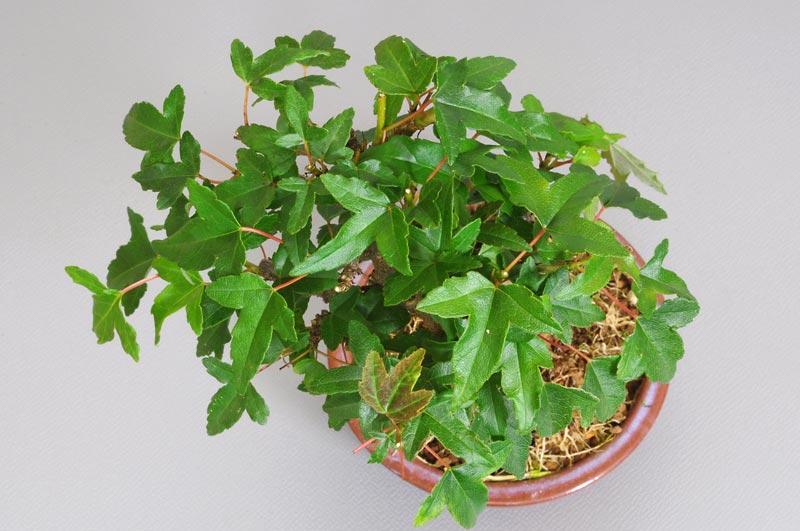 トウカエデ-N1（とうかえで・唐楓）雑木盆栽を上側から見た景色・Acer buergerianum bonsai