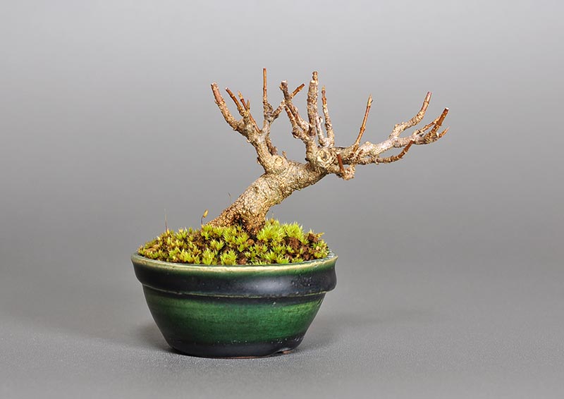トウカエデ-N2（とうかえで・唐楓）雑木盆栽の販売と育て方・作り方・Acer buergerianum bonsai