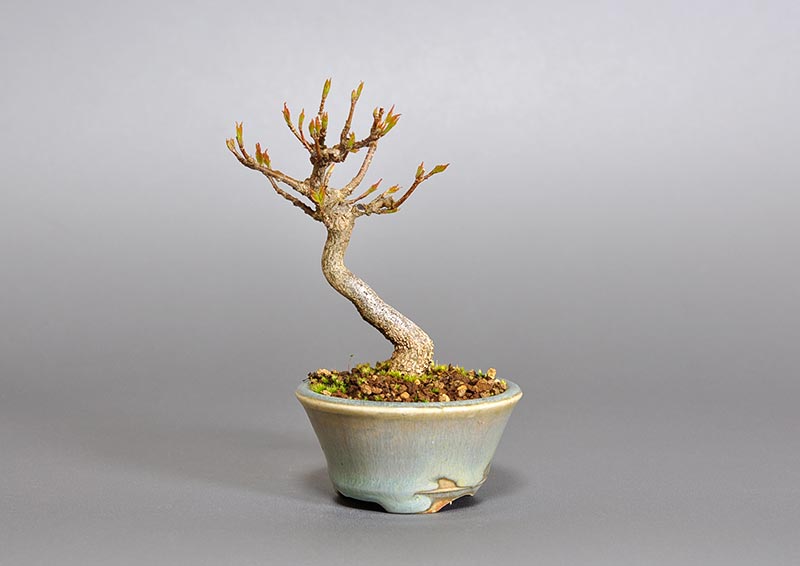 トウカエデ-O2-1（とうかえで・唐楓）雑木盆栽の販売と育て方・作り方・Acer buergerianum bonsai