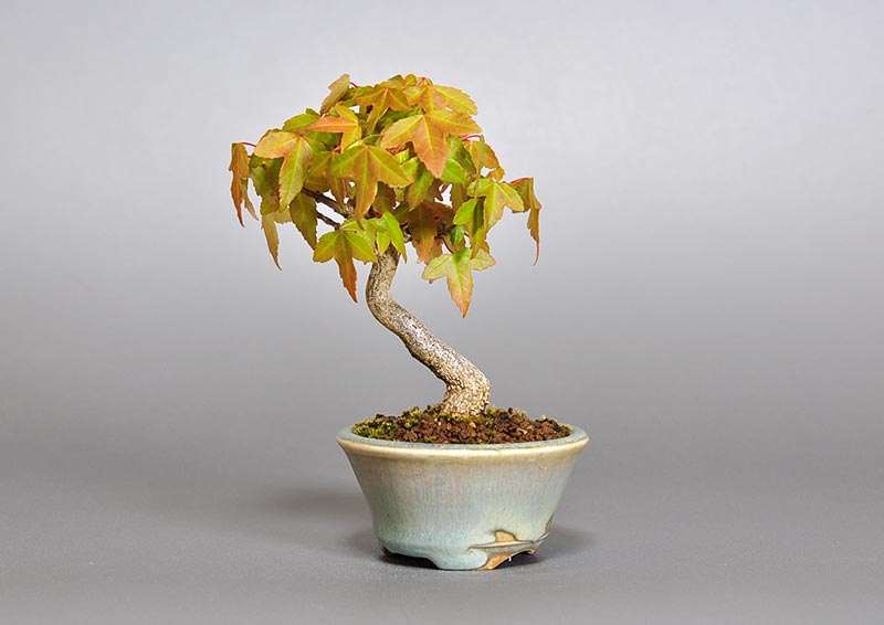 トウカエデ-O2（とうかえで・唐楓）雑木盆栽の販売と育て方・作り方・Acer buergerianum bonsai