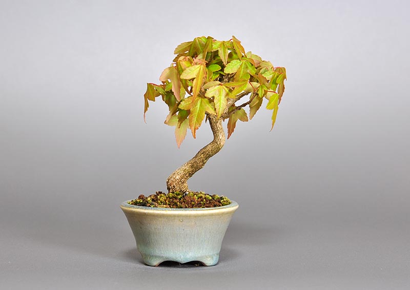 トウカエデ-O2（とうかえで・唐楓）雑木盆栽を裏側から見た景色・Acer buergerianum bonsai