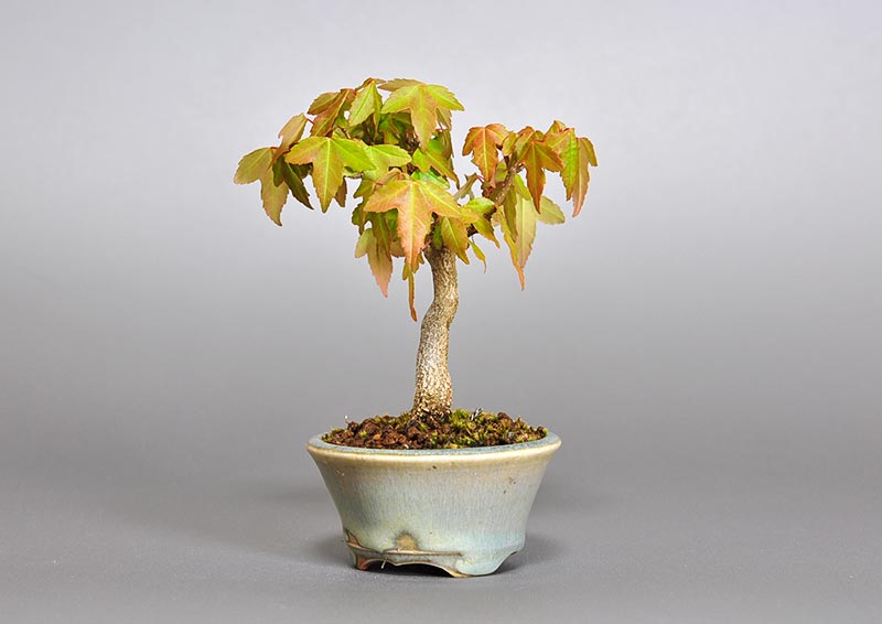 トウカエデ-O2（とうかえで・唐楓）雑木盆栽を右側から見た景色・Acer buergerianum bonsai