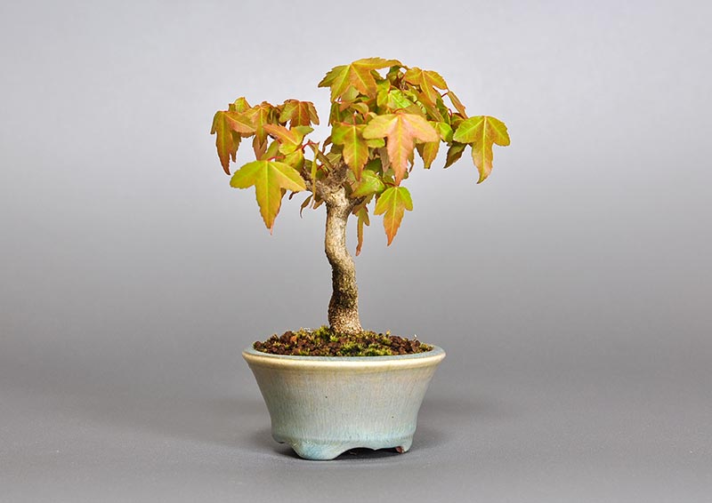 トウカエデ-O2（とうかえで・唐楓）雑木盆栽を左側から見た景色・Acer buergerianum bonsai