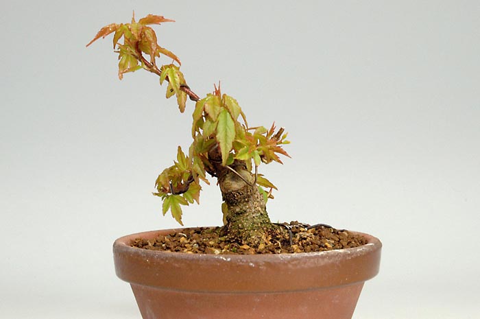 トウカエデP-1（とうかえで・唐楓）雑木盆栽を右側から見た景色・Acer buergerianum bonsai