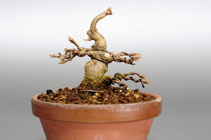 トウカエデP-2（とうかえで・唐楓）雑木盆栽を裏側から見た景色・Acer buergerianum bonsai