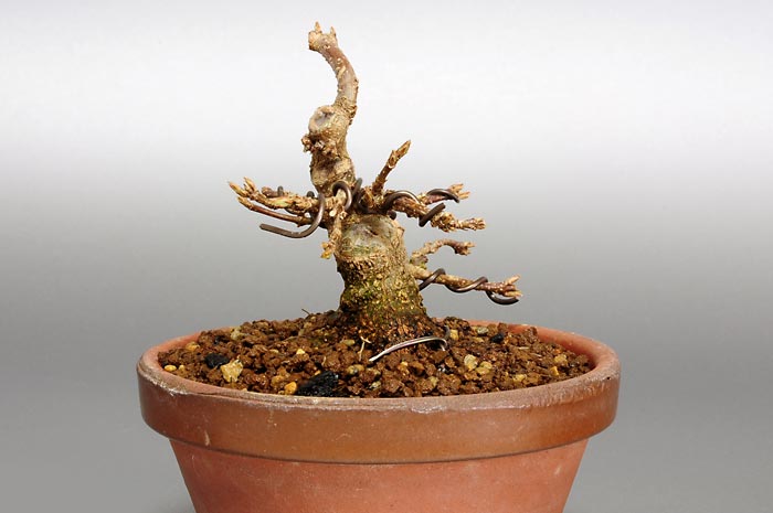 トウカエデP-2（とうかえで・唐楓）雑木盆栽を右側から見た景色・Acer buergerianum bonsai