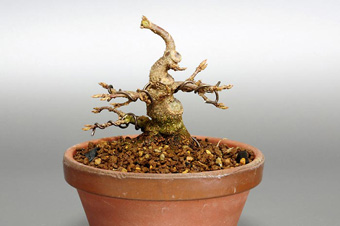 トウカエデ-P-2（とうかえで・唐楓）盆栽の成長記録・Acer buergerianum bonsai