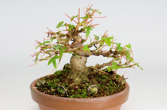 トウカエデP-3（とうかえで・唐楓）雑木盆栽を裏側から見た景色・Acer buergerianum bonsai