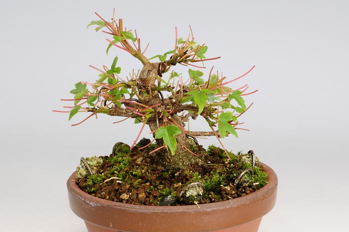 トウカエデP-3（とうかえで・唐楓）雑木盆栽を右側から見た景色・Acer buergerianum bonsai