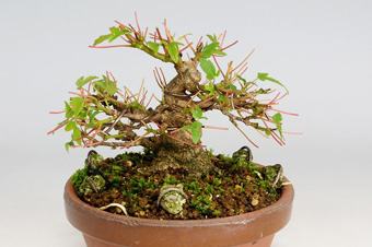 トウカエデ-P-3（とうかえで・唐楓）盆栽の成長記録・Acer buergerianum bonsai