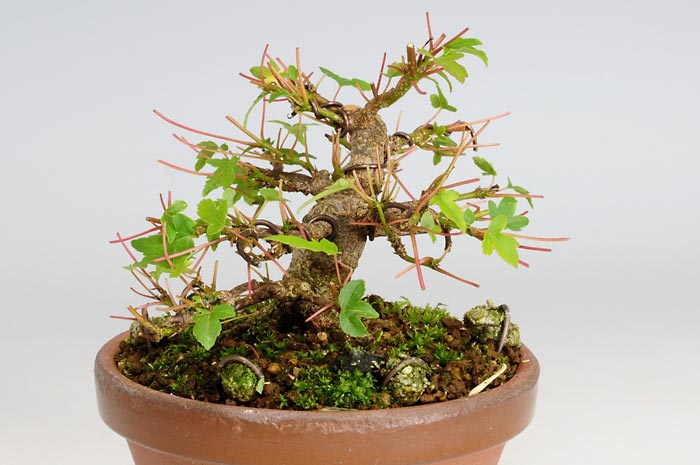 トウカエデP-3（とうかえで・唐楓）雑木盆栽を左側から見た景色・Acer buergerianum bonsai