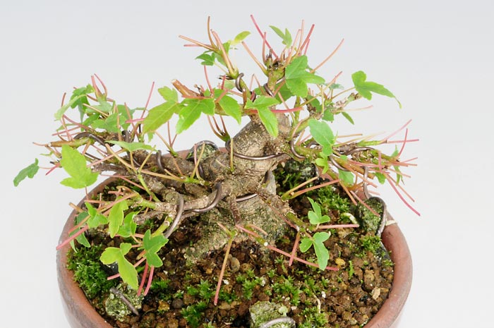 トウカエデP-3（とうかえで・唐楓）雑木盆栽を上側から見た景色・Acer buergerianum bonsai
