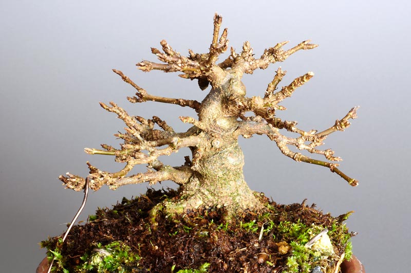 トウカエデP-5（とうかえで・唐楓）雑木盆栽の販売と育て方・作り方・Acer buergerianum bonsai