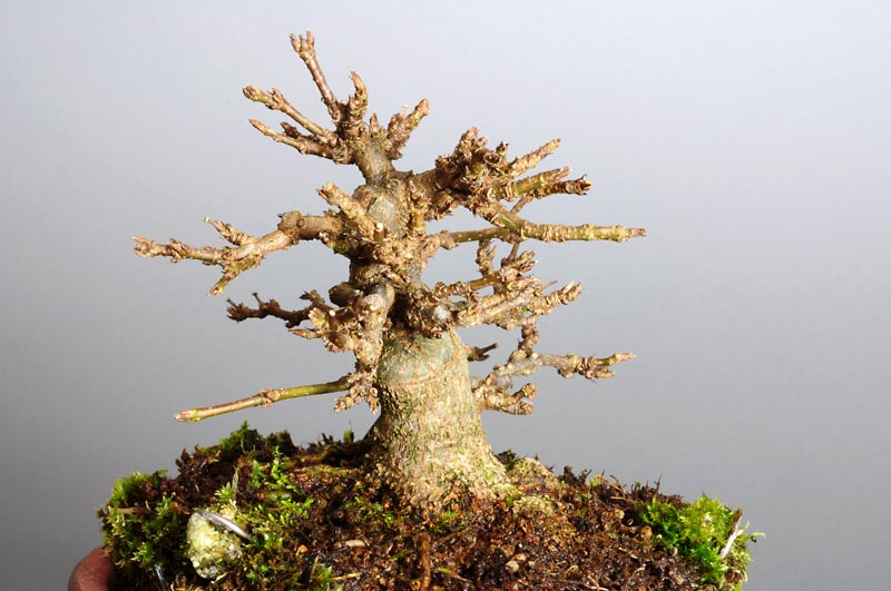 トウカエデP-5（とうかえで・唐楓）雑木盆栽を右側から見た景色・Acer buergerianum bonsai