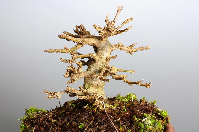 トウカエデP-5（とうかえで・唐楓）雑木盆栽を左側から見た景色・Acer buergerianum bonsai