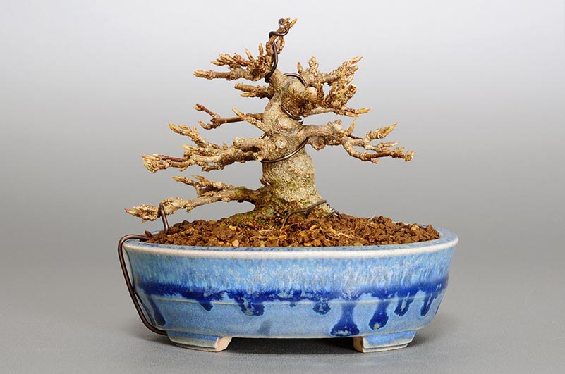 トウカエデP-6（とうかえで・唐楓）雑木盆栽の販売と育て方・作り方・Acer buergerianum bonsai