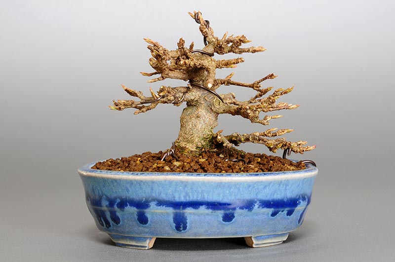 トウカエデP-6（とうかえで・唐楓）雑木盆栽を裏側から見た景色・Acer buergerianum bonsai