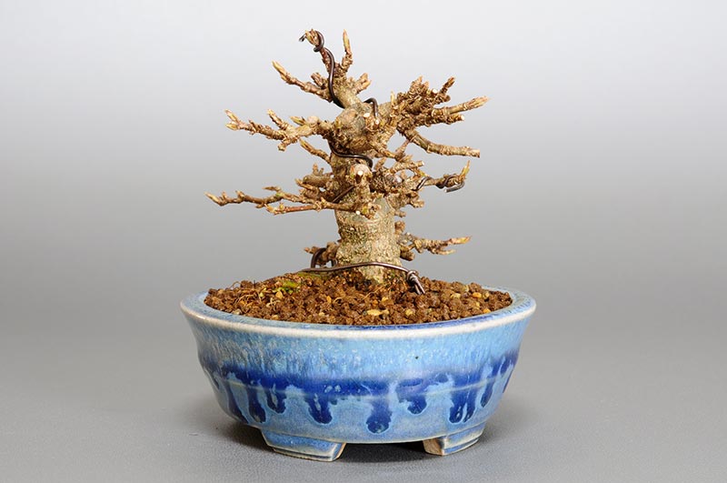 トウカエデP-6（とうかえで・唐楓）雑木盆栽を右側から見た景色・Acer buergerianum bonsai