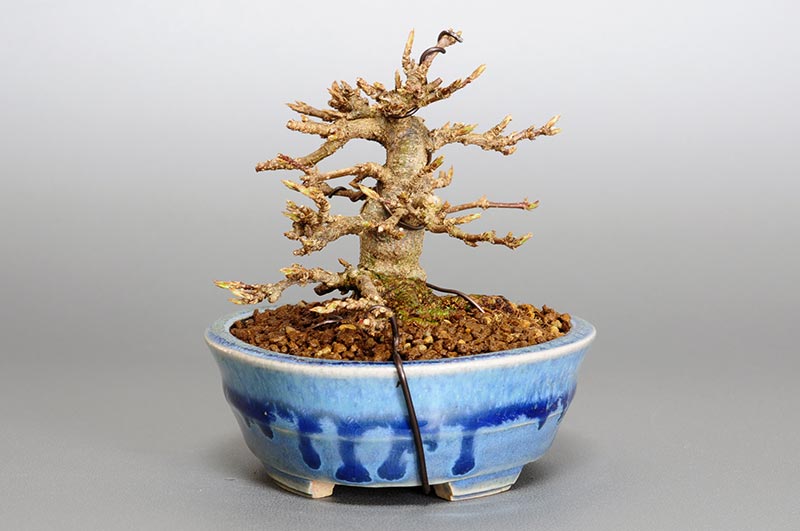 トウカエデP-6（とうかえで・唐楓）雑木盆栽を左側から見た景色・Acer buergerianum bonsai