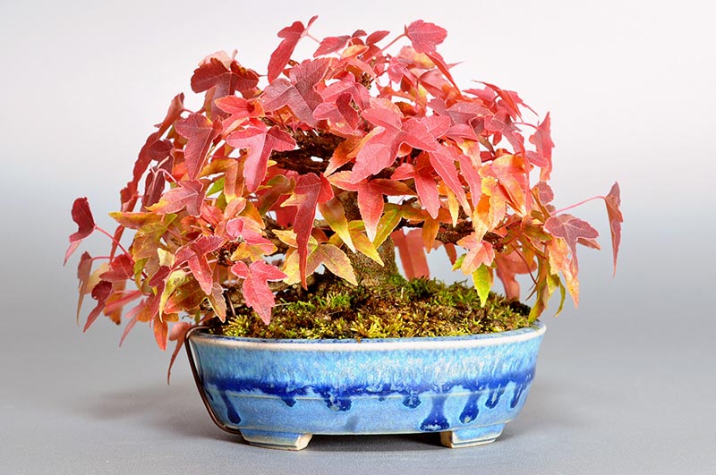 トウカエデP-7（とうかえで・唐楓）雑木盆栽の販売と育て方・作り方・Acer buergerianum bonsai