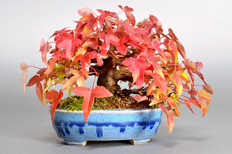 トウカエデP-7（とうかえで・唐楓）雑木盆栽を裏側から見た景色・Acer buergerianum bonsai