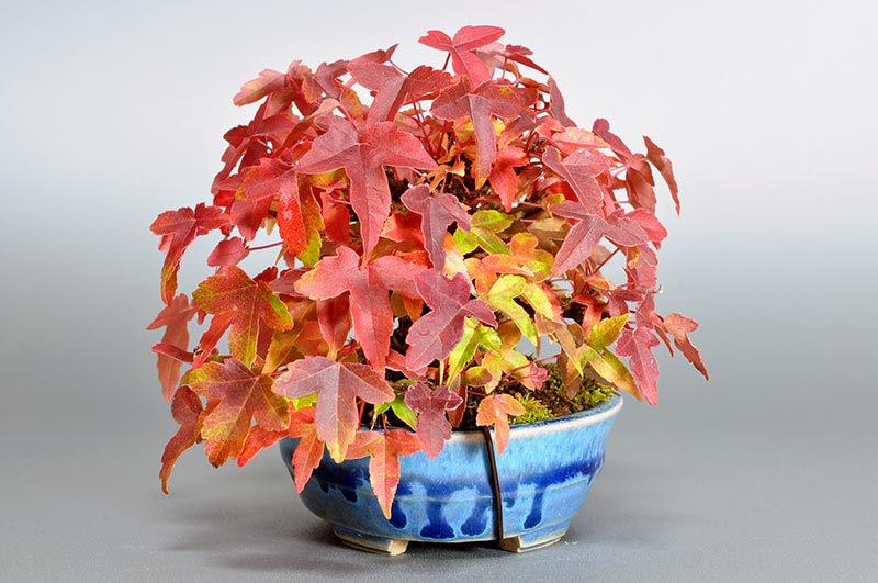 トウカエデP-7（とうかえで・唐楓）雑木盆栽を左側から見た景色・Acer buergerianum bonsai