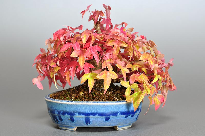 トウカエデ-P（とうかえで・唐楓）雑木盆栽を裏側から見た景色・Acer buergerianum bonsai