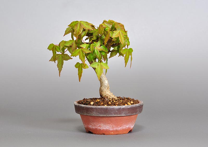 トウカエデ-P2（とうかえで・唐楓）雑木盆栽の販売と育て方・作り方・Acer buergerianum bonsai