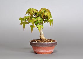 トウカエデ-P2（唐楓盆栽）Acer buergerianum bonsaiの販売・通販店｜Bonsai trees Shop