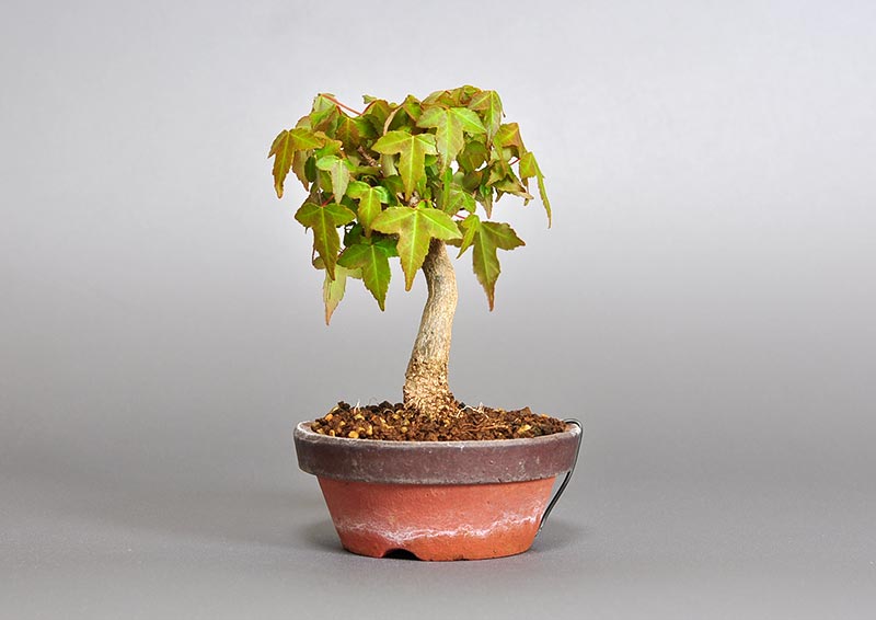 豆盆栽・トウカエデ-P2（とうかえで・唐楓）雑木盆栽を右側から見た景色・Acer buergerianum bonsai