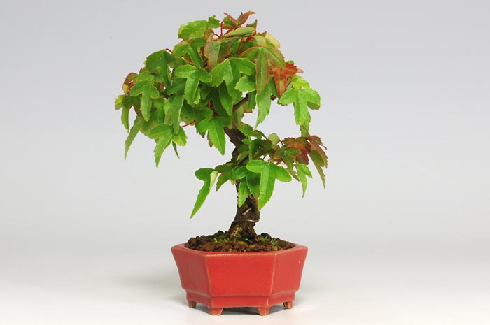 トウカエデQ（とうかえで・唐楓）雑木盆栽の販売と育て方・作り方・Acer buergerianum bonsai