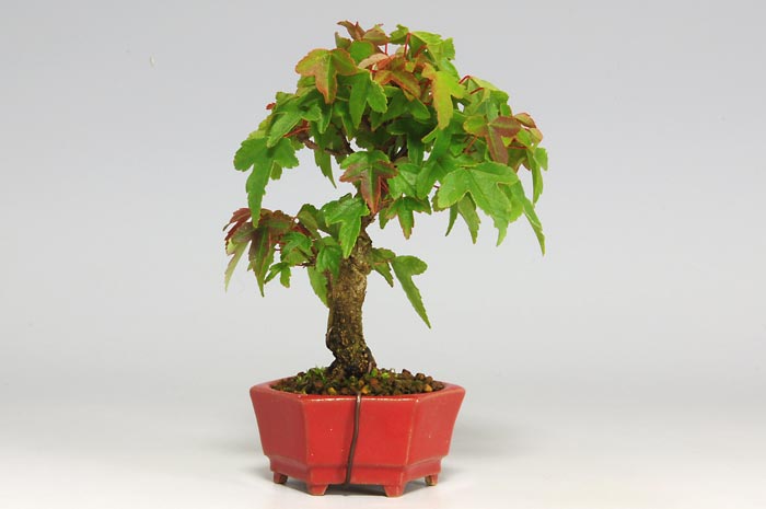 トウカエデQ（とうかえで・唐楓）雑木盆栽を裏側から見た景色・Acer buergerianum bonsai