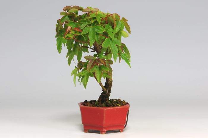 トウカエデQ（とうかえで・唐楓）雑木盆栽を右側から見た景色・Acer buergerianum bonsai