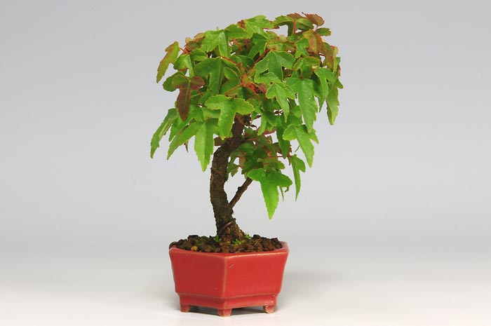 トウカエデQ（とうかえで・唐楓）雑木盆栽を左側から見た景色・Acer buergerianum bonsai