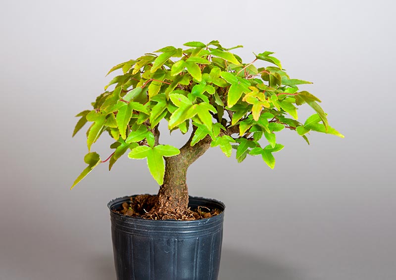 トウカエデ-Q2（とうかえで・唐楓）雑木盆栽の販売と育て方・作り方・Acer buergerianum bonsai