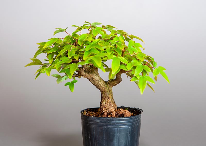 トウカエデ-Q2（とうかえで・唐楓）雑木盆栽を裏側から見た景色・Acer buergerianum bonsai