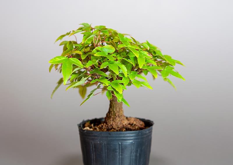 トウカエデ-Q2（とうかえで・唐楓）雑木盆栽を右側から見た景色・Acer buergerianum bonsai