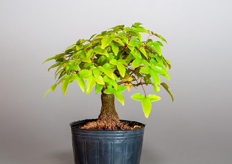 トウカエデ-Q2（とうかえで・唐楓）雑木盆栽を左側から見た景色・Acer buergerianum bonsai