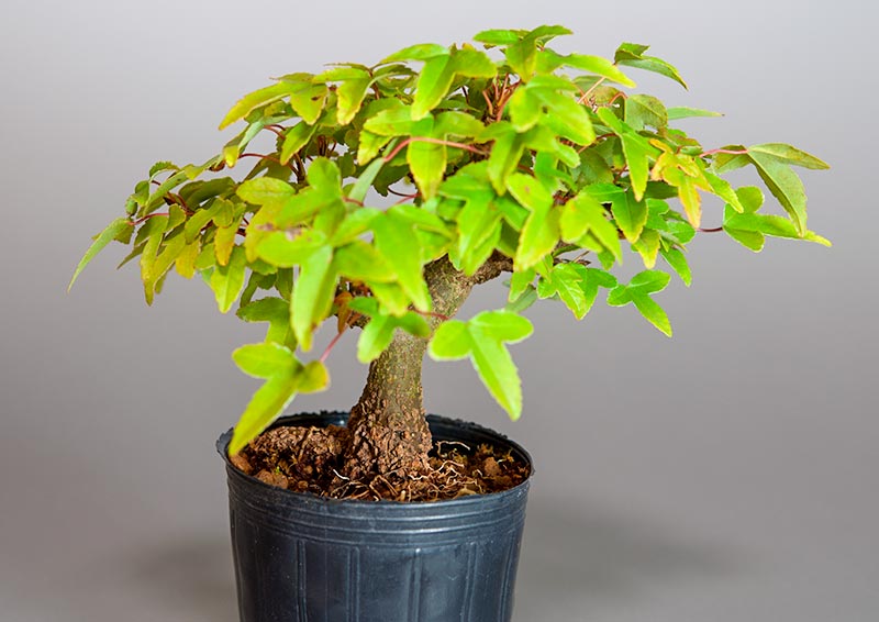 トウカエデ-Q2（とうかえで・唐楓）雑木盆栽を別側から見た景色・Acer buergerianum bonsai