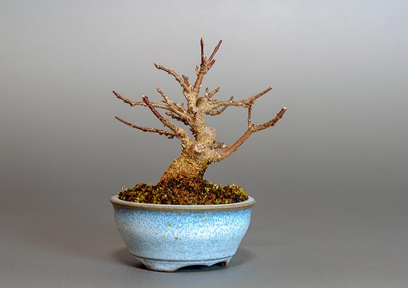 トウカエデ-R2（とうかえで・唐楓）雑木盆栽を裏側から見た景色・Acer buergerianum bonsai